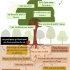 L'arbre de l'estime de soi chez les enfants