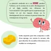La plasticité cérébrale - Image 2