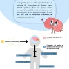 Le système d'alarme du cerveau - Image 2